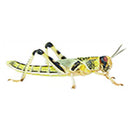 Locusts Bulk Quantities