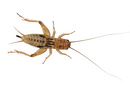 Silent Crickets pre-pack
