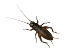 Black Crickets pre-pack